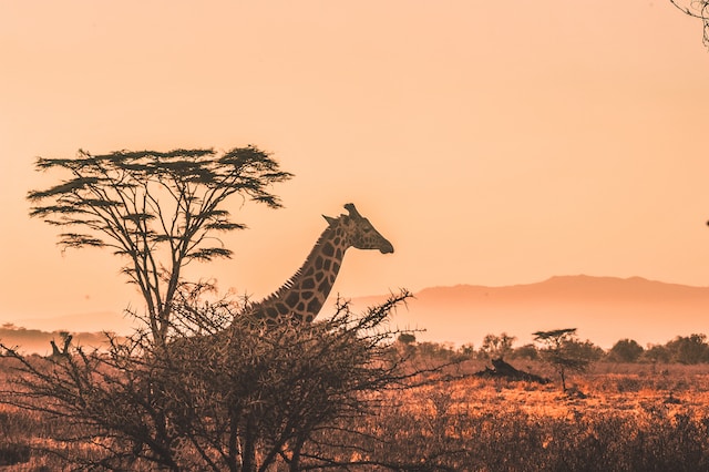 harshil-gudka-kfxEUCTUeyg-unsplash (1)